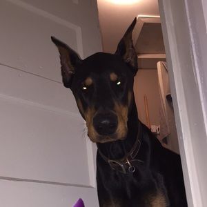 Meet your Posher, Thomas